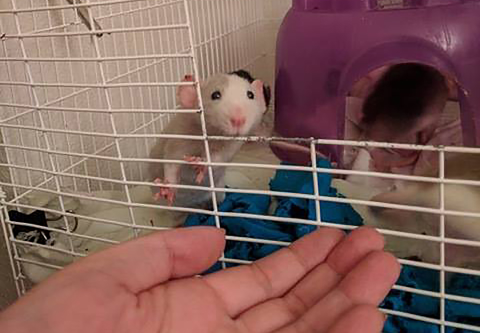 Fancy rat hot sale adoption